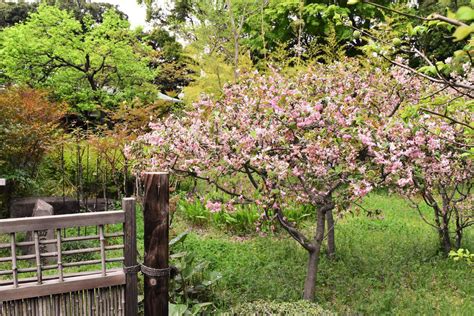 海棠開花|カイドウ（海棠）とは？花言葉などの特徴や桜との違。